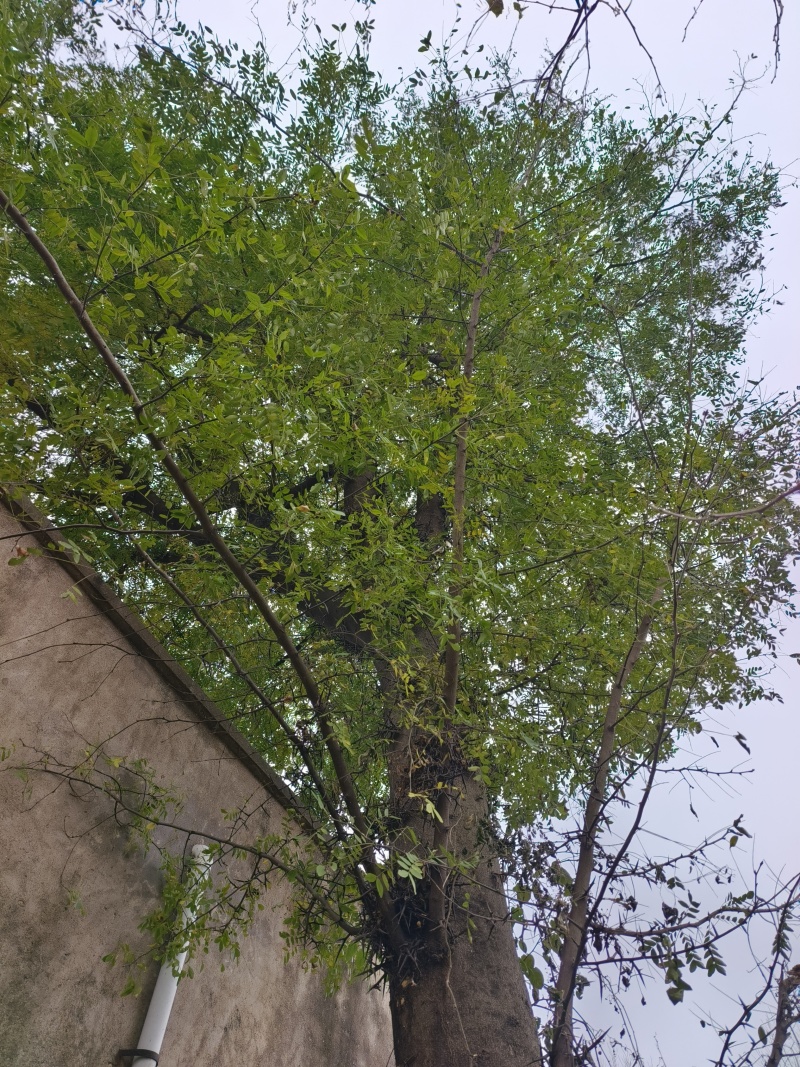 30年皂角树