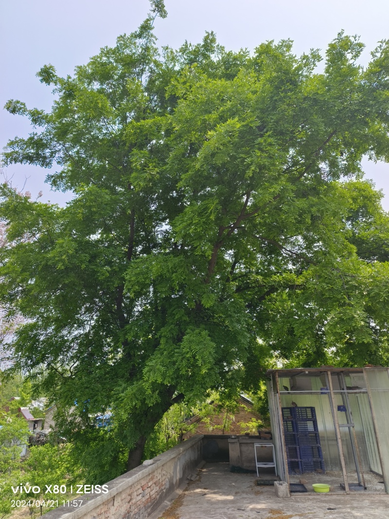 30年皂角树