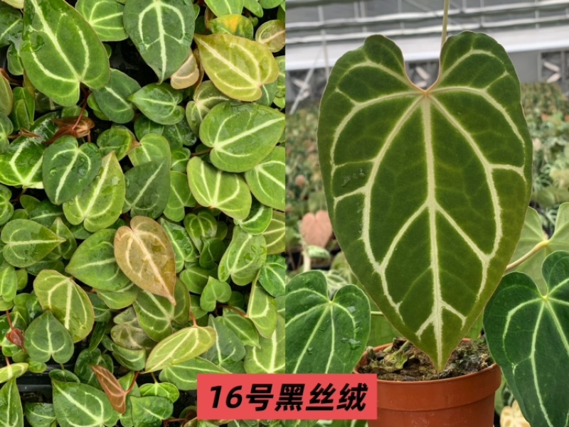 水晶花烛种苗黑丝绒观赏绿植苗圃直发量大从优
