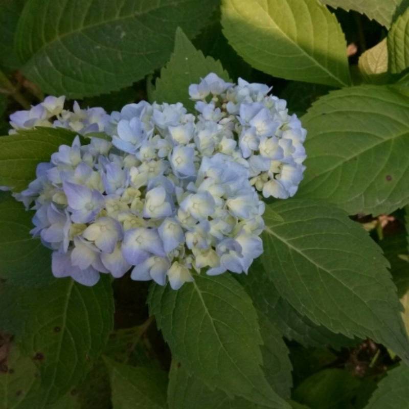 基地大量出售八仙花价格便宜详情可电话沟通