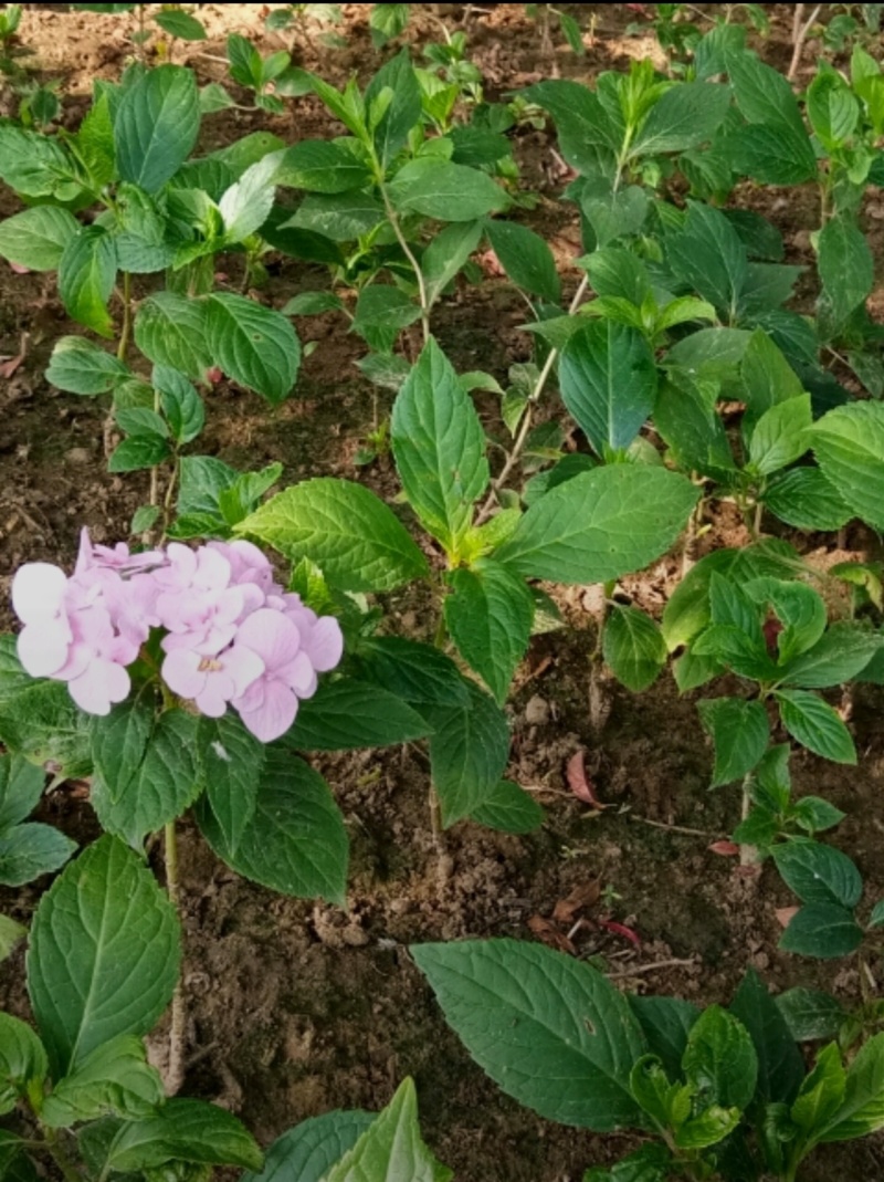 基地大量出售八仙花价格便宜详情可电话沟通