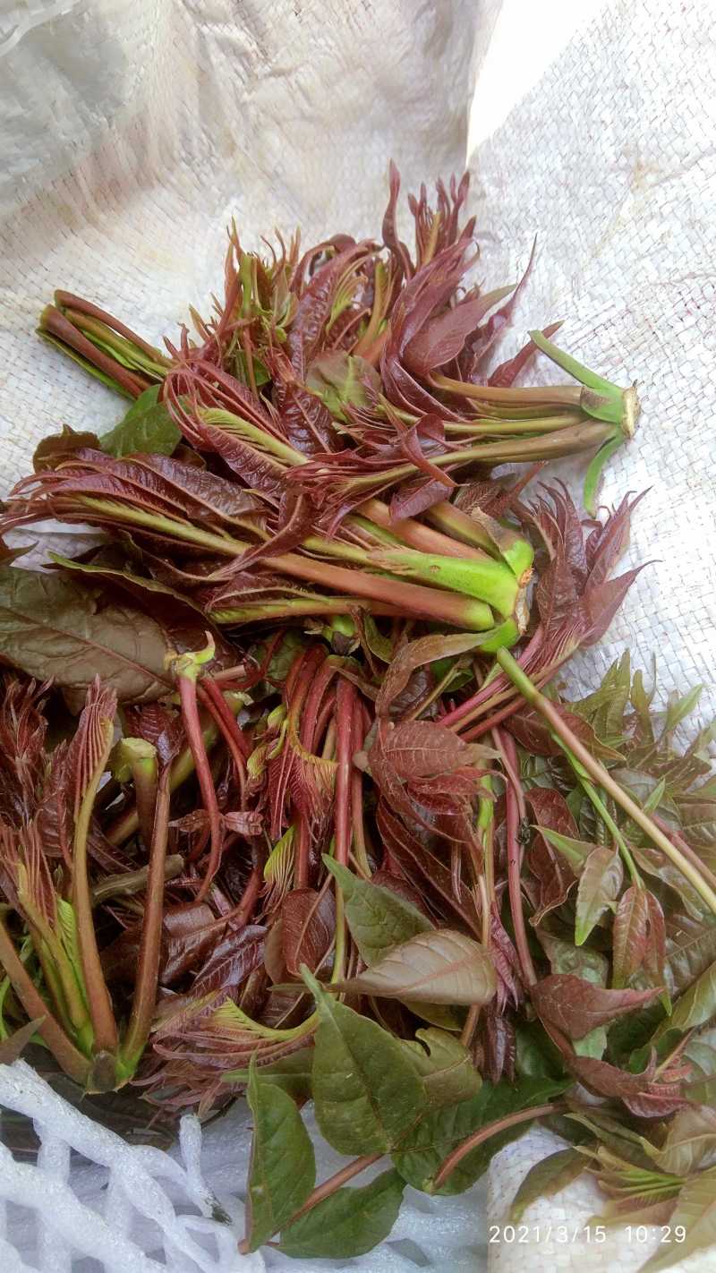 香椿春天好食材季节性的天然菜，抓紧时间吃营养，过后没货。