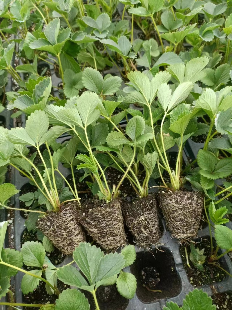 红颜草莓种苗，大量出售。需要的联系我。