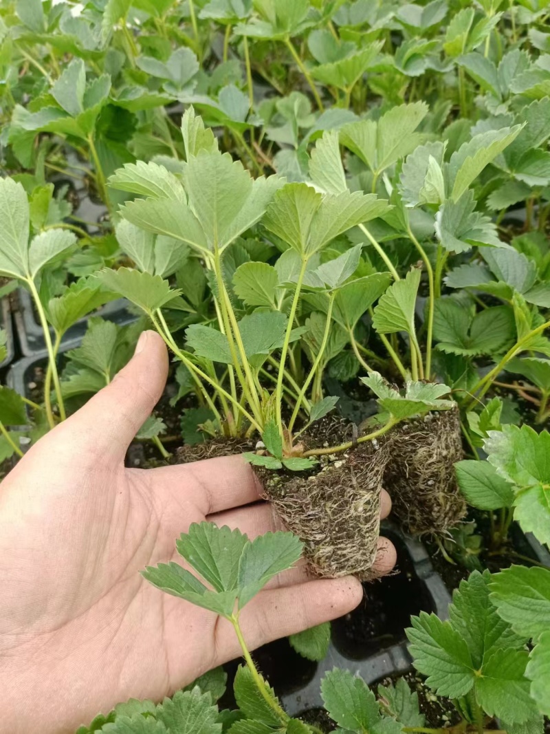 红颜草莓种苗，大量出售。需要的联系我。
