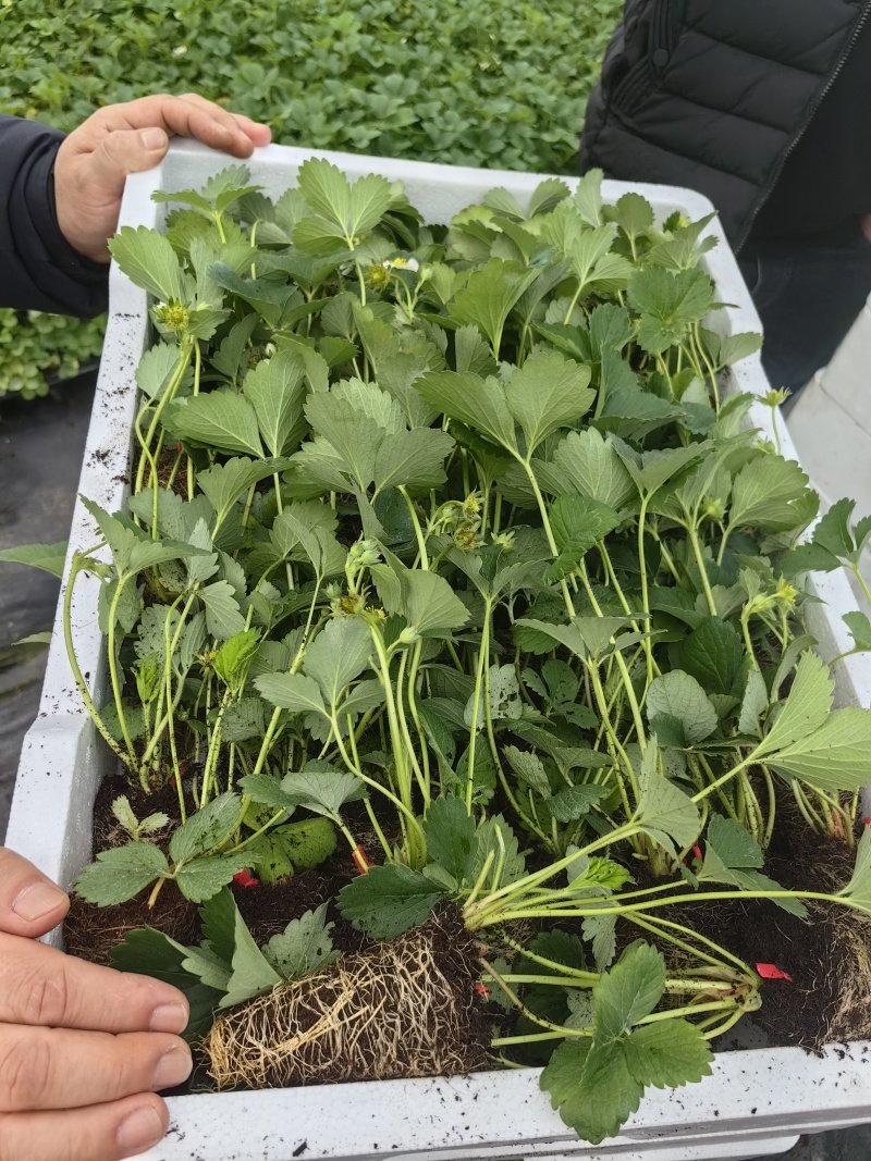 红颜草莓种苗，大量出售。需要的联系我。