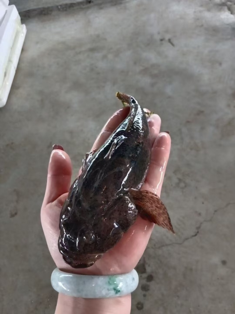 【热卖】虎头鲨苗沙塘鳢虎头鲨苗趴地虎呆子鱼易养殖
