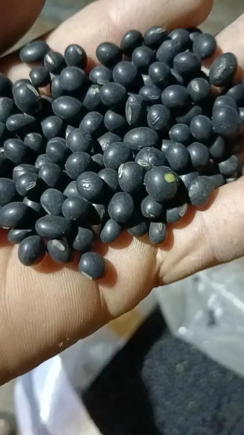 黑豆五黑农副产品绿心