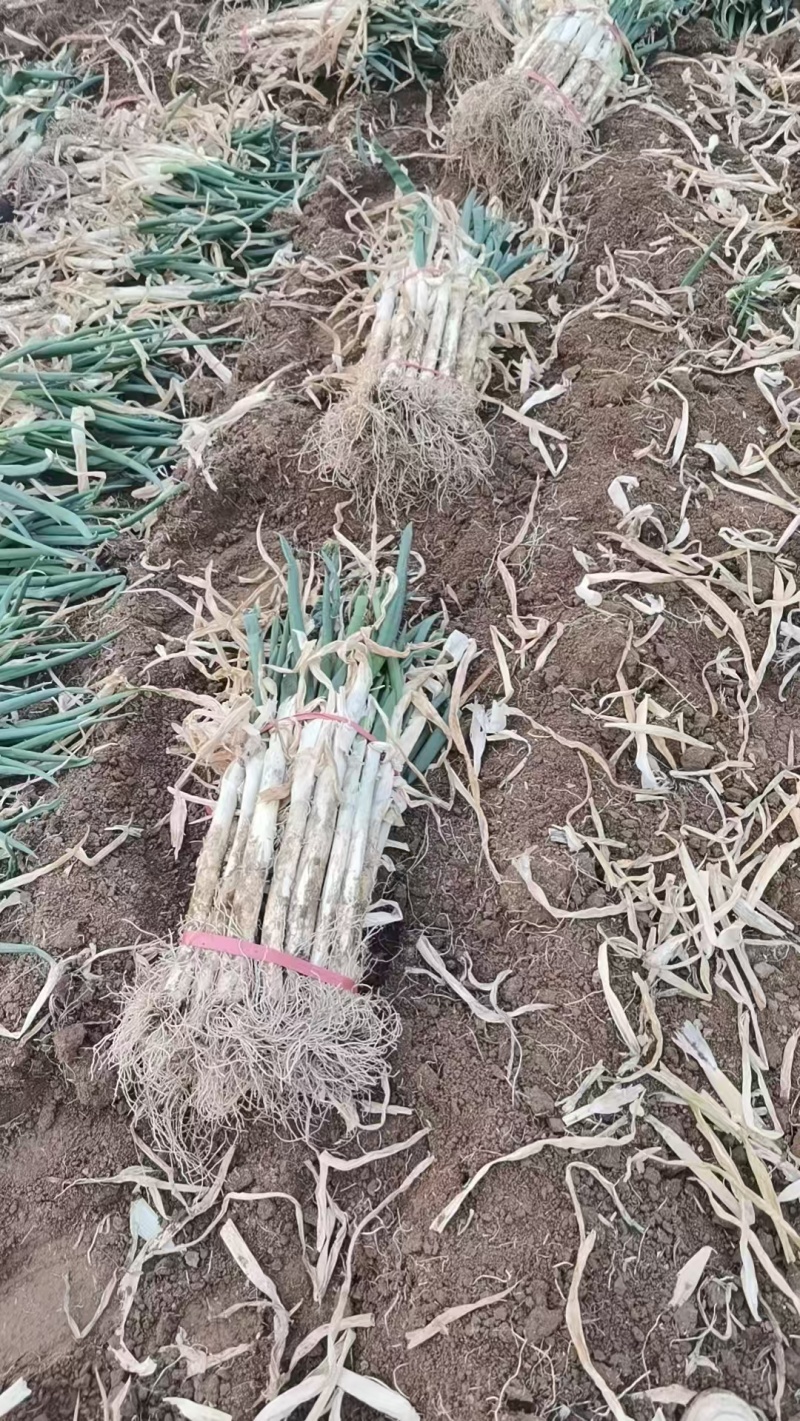 各位老板你好，大量优质大葱需要者联系