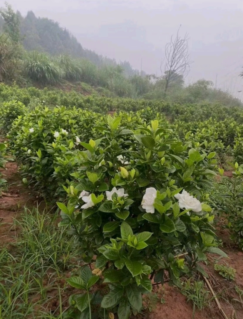 基地大量出售栀子苗，栀子球