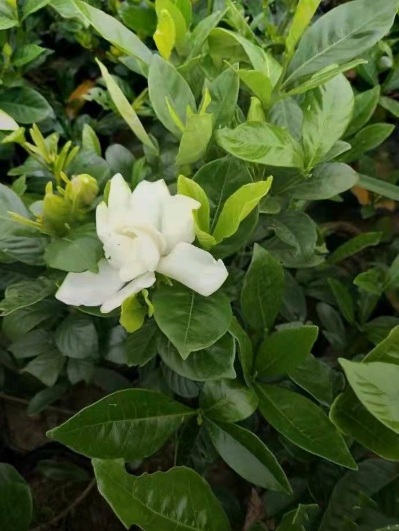 基地大量出售栀子苗，栀子球