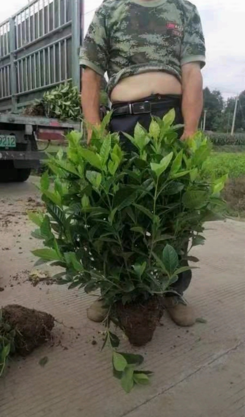 基地大量出售栀子苗，栀子球