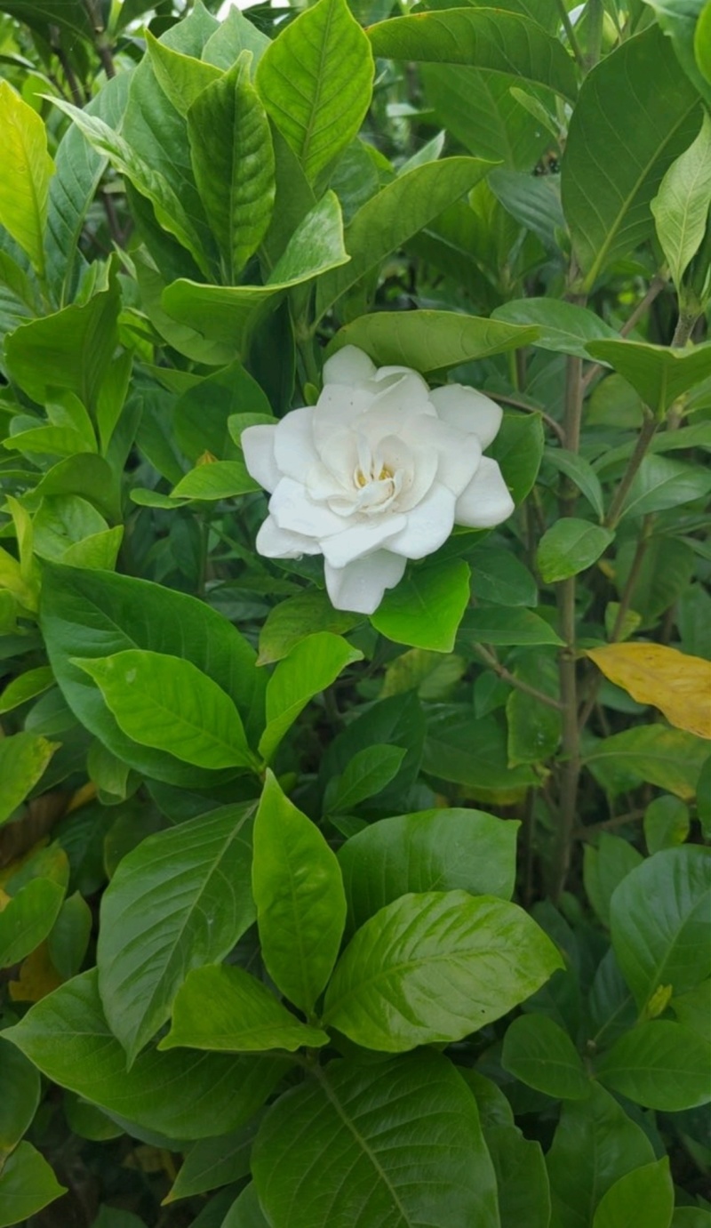 基地大量出售栀子苗，栀子球