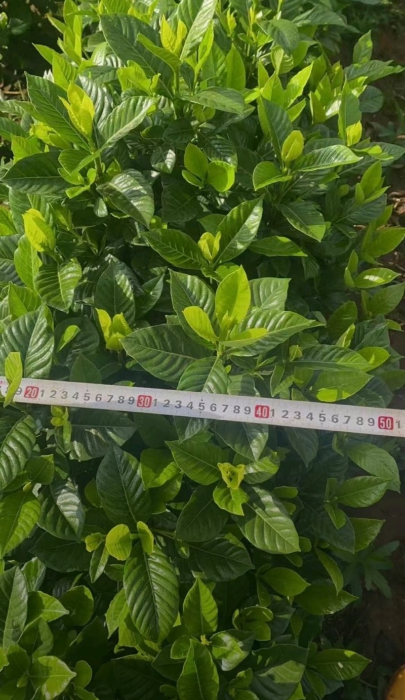 基地大量出售栀子苗，栀子球