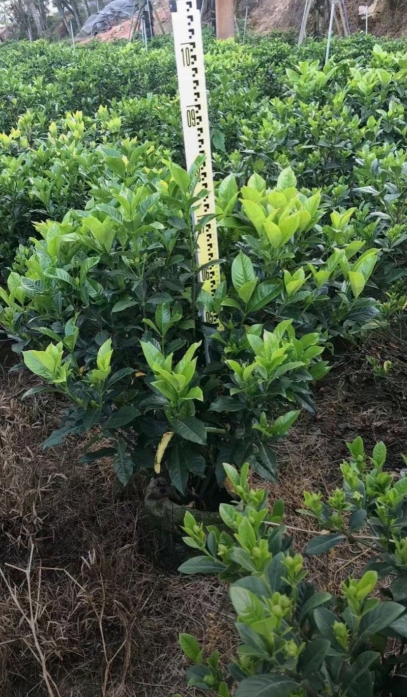 基地大量出售栀子苗，栀子球