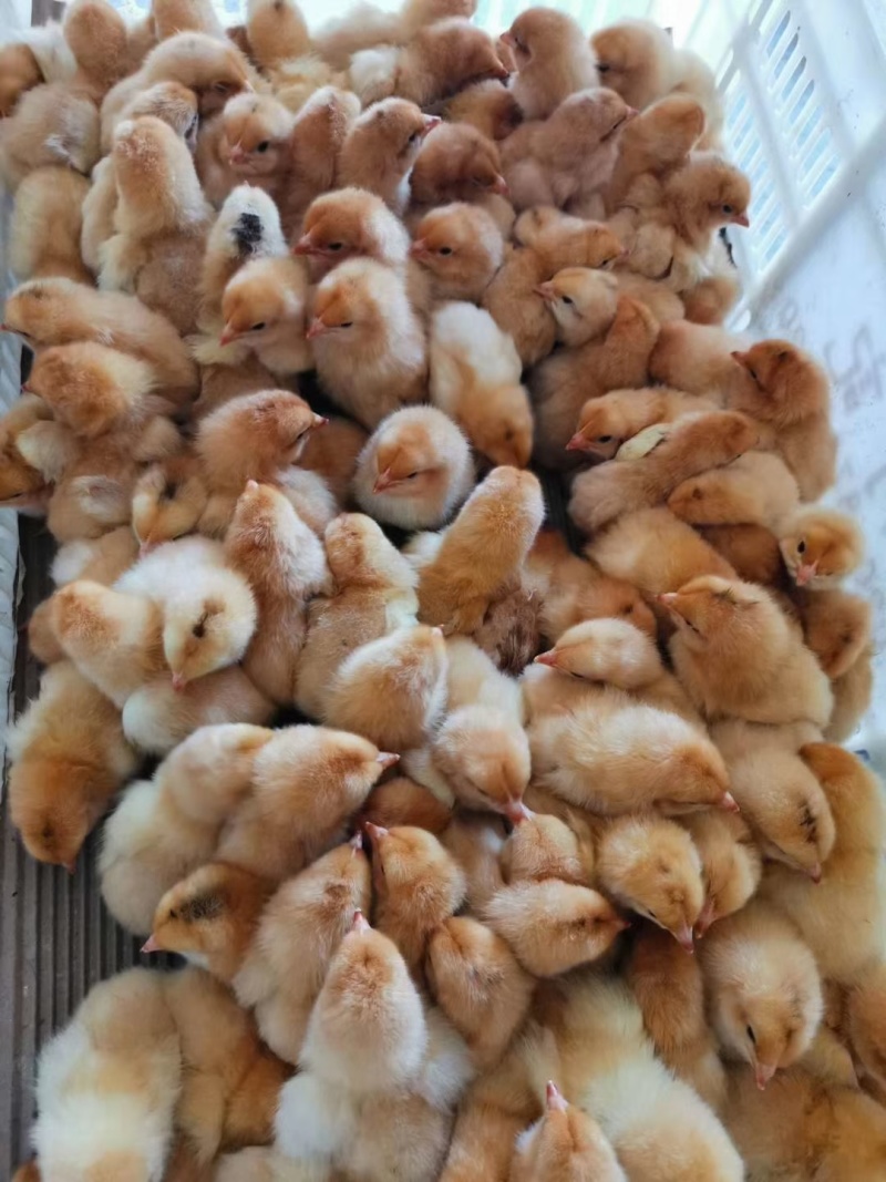三黄鸡苗，大三黄