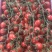 四川攀枝花千禧圣女果货源充足品质保证专业对接商超批发市场