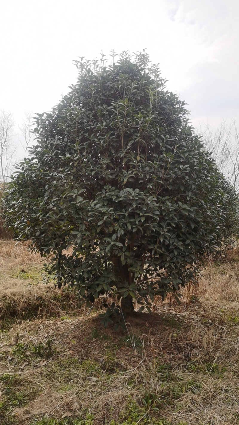 桂花