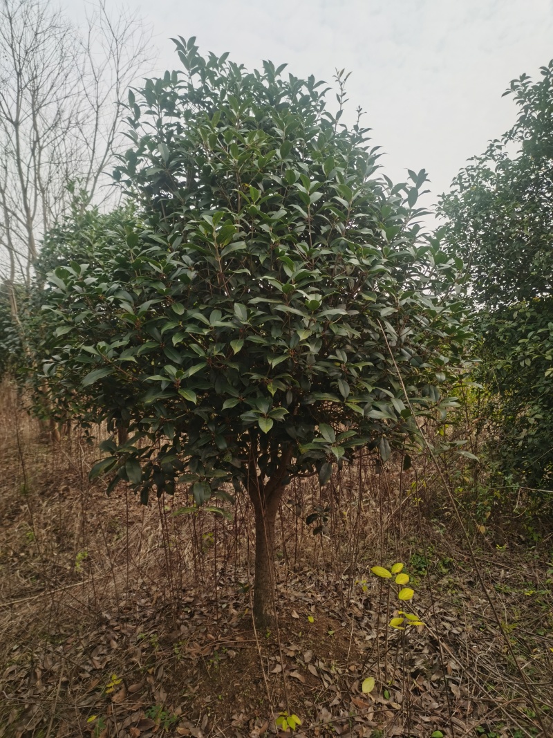 桂花