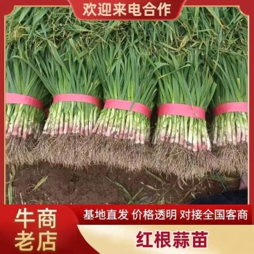 河南红根蒜苗货源充足产地发货支持视频看货欢迎电话联系