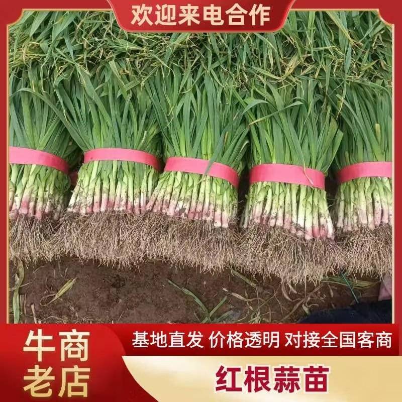 河南红根蒜苗货源充足产地发货支持视频看货欢迎电话联系