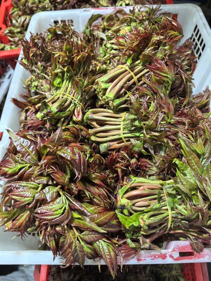 香椿，云南香椿，椿，四川香椿，红油香椿，红椿