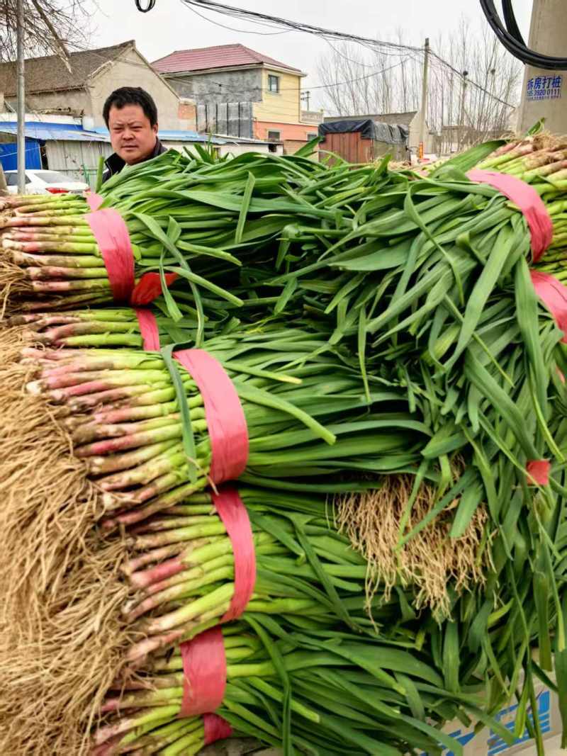 红根蒜苗河南蒜苗精品蒜苗可视频看货全国代发代办