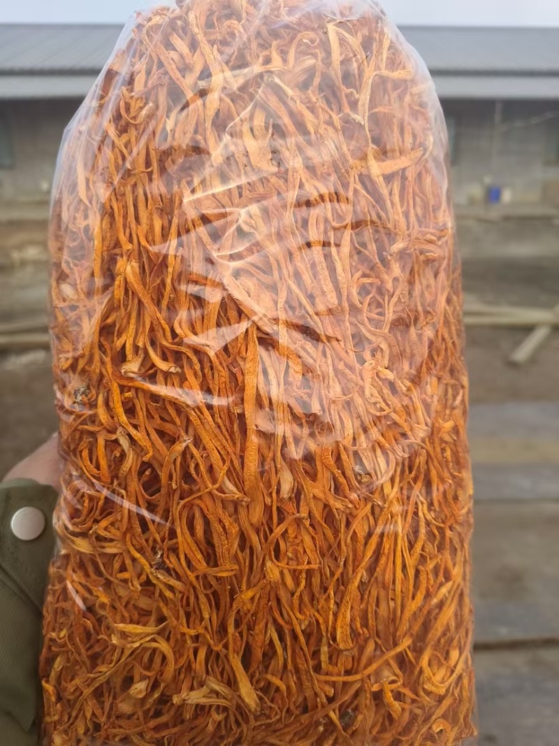 虫草花