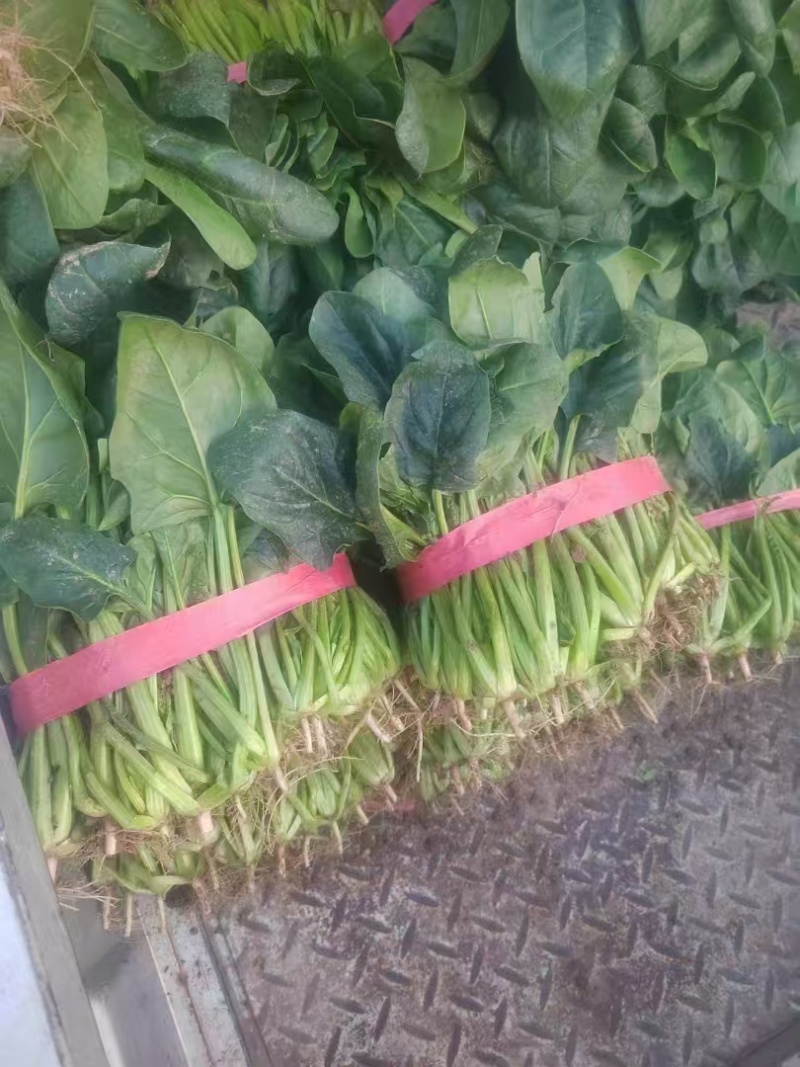 河南精品菠菜产地一手货源对接电商社区团购批发市场