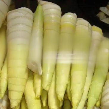小笋笋肉
