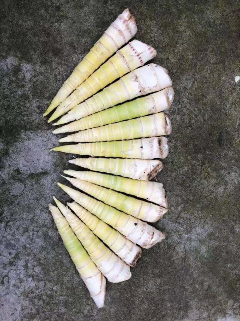 小笋笋肉