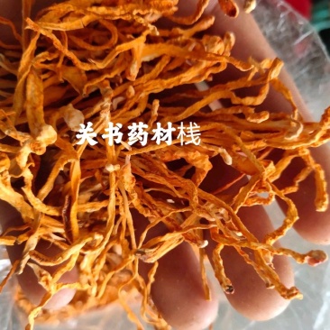 虫草花选，新货无根无杂质关书药业品质保证量大