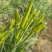 特菜新鲜黄花菜现货金针菜