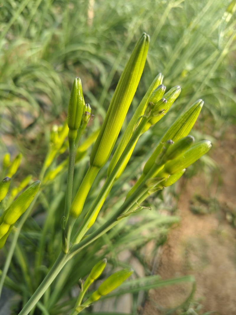 特菜新鲜黄花菜现货金针菜