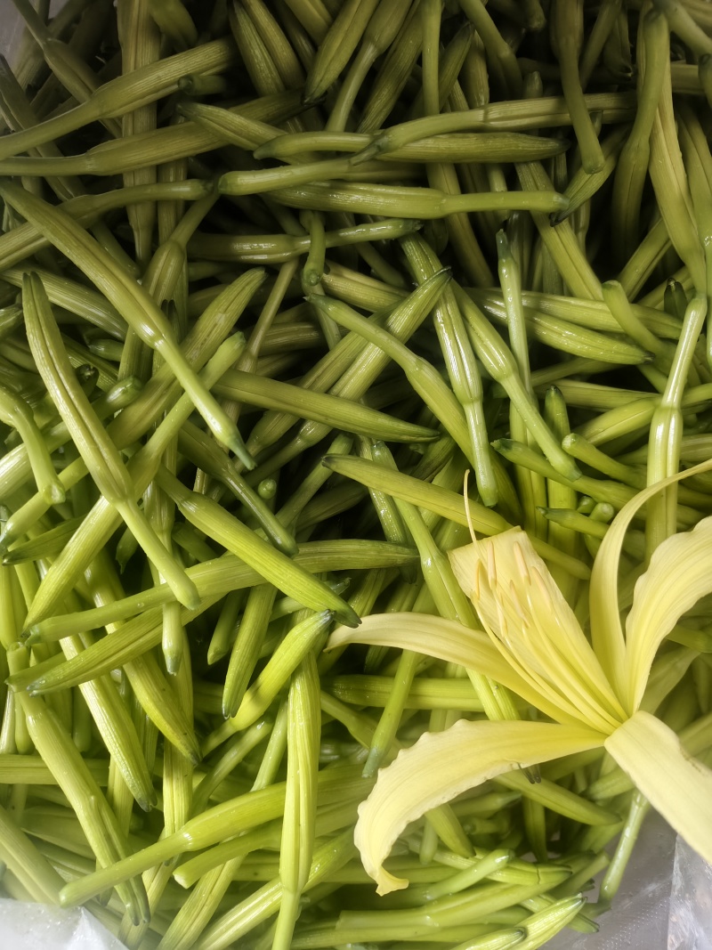 特菜新鲜黄花菜现货金针菜