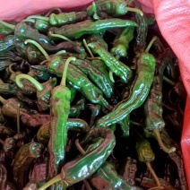小皱皮大量供应市场