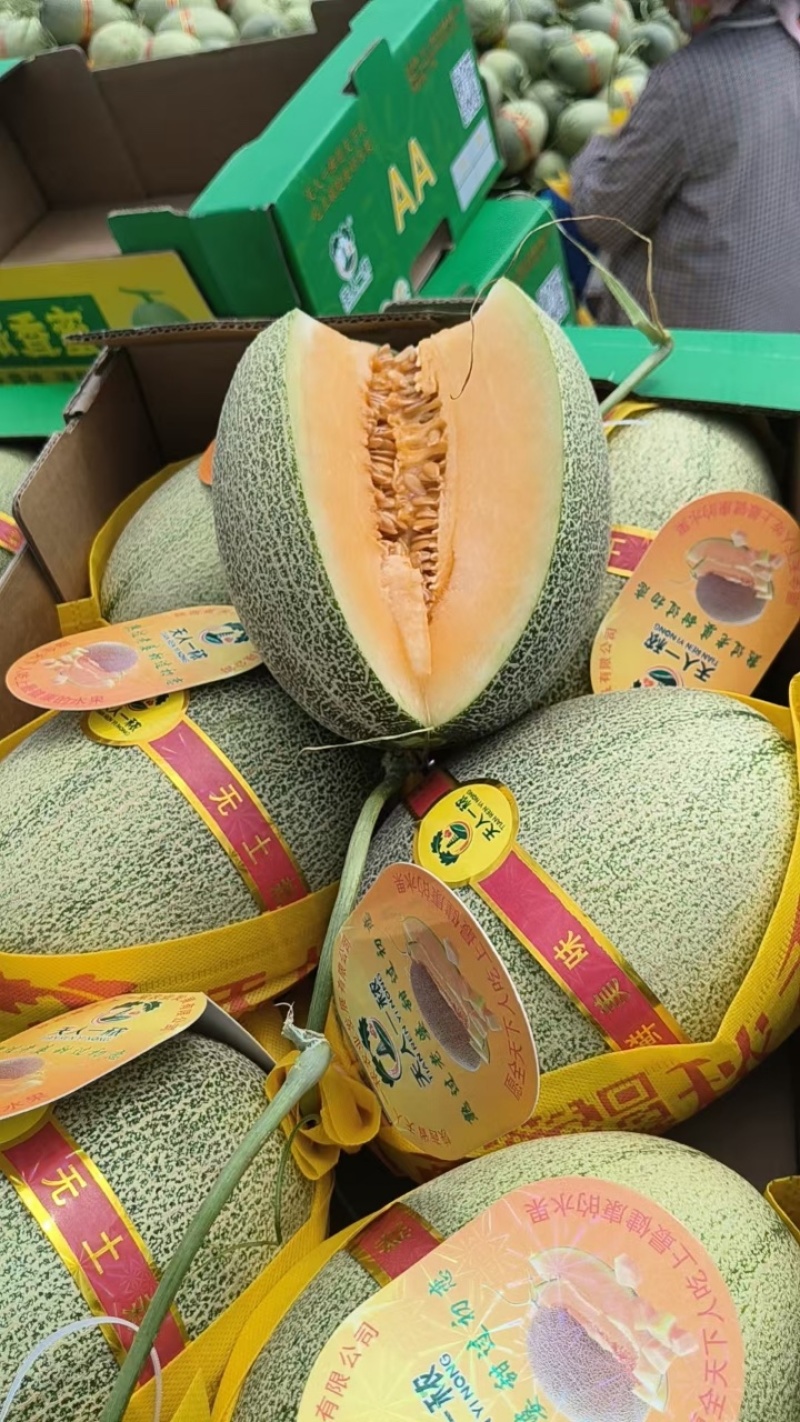 海南佛罗晓蜜25哈密瓜，现货上市，规格齐全，品质佳