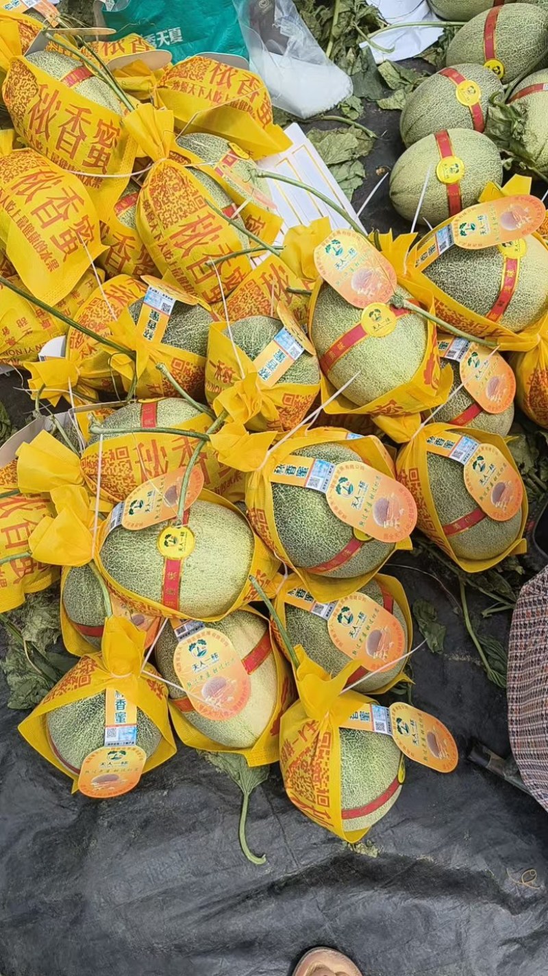 海南佛罗晓蜜25哈密瓜，现货上市，规格齐全，品质佳