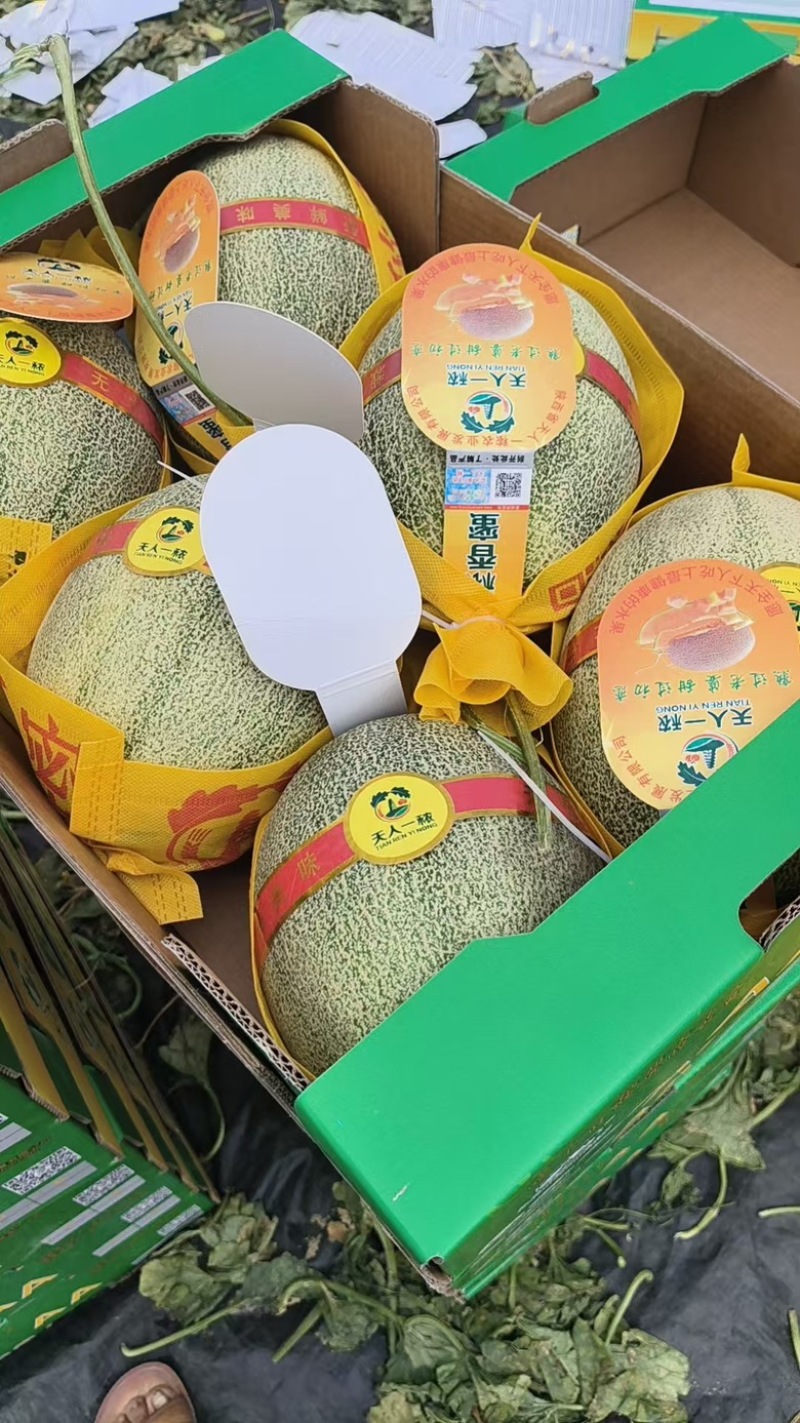 海南佛罗晓蜜25哈密瓜，现货上市，规格齐全，品质佳