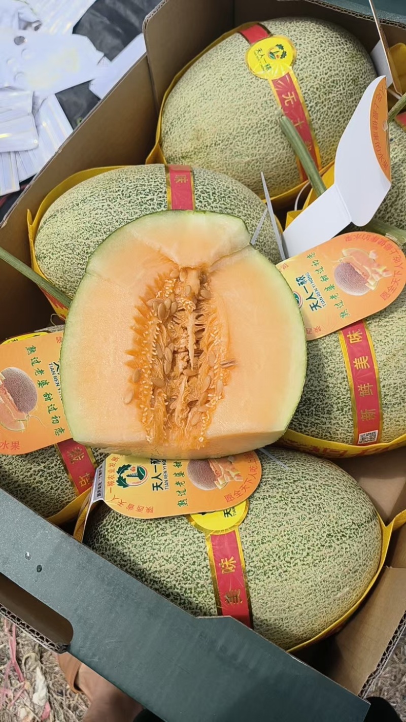 海南佛罗晓蜜25哈密瓜，现货上市，规格齐全，品质佳
