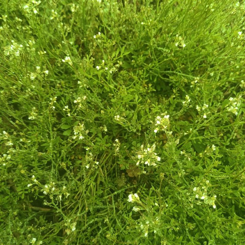 粗毛碎米荠