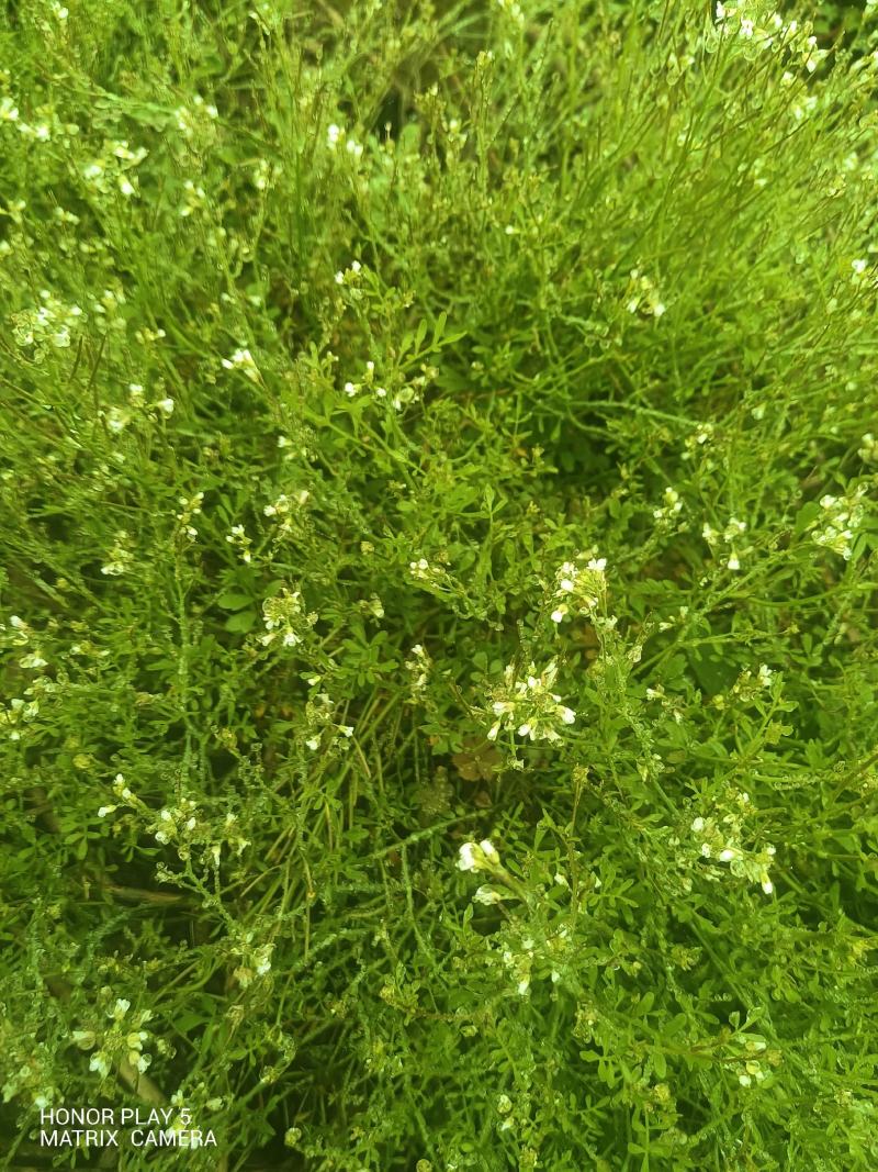 粗毛碎米荠