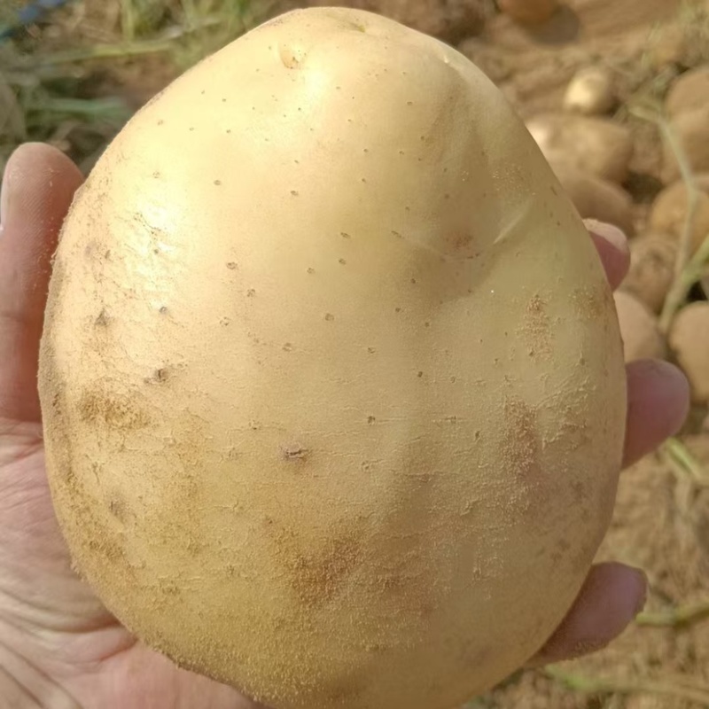 黄心土豆新鲜上市价格美丽对接全国质量好走货快欢迎询价
