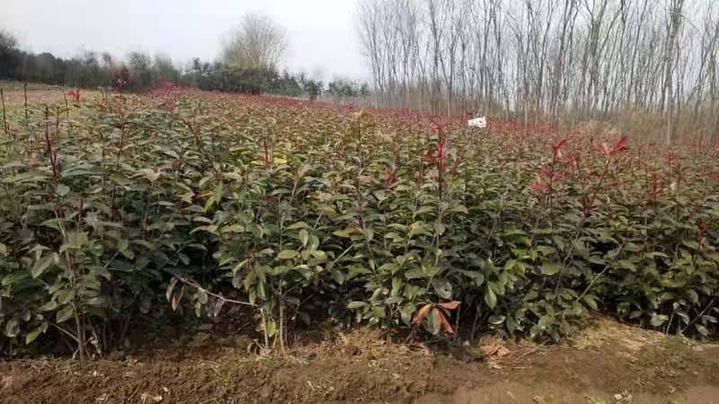 红叶石楠营杨杯红叶石高60厘米冠26厘米左右