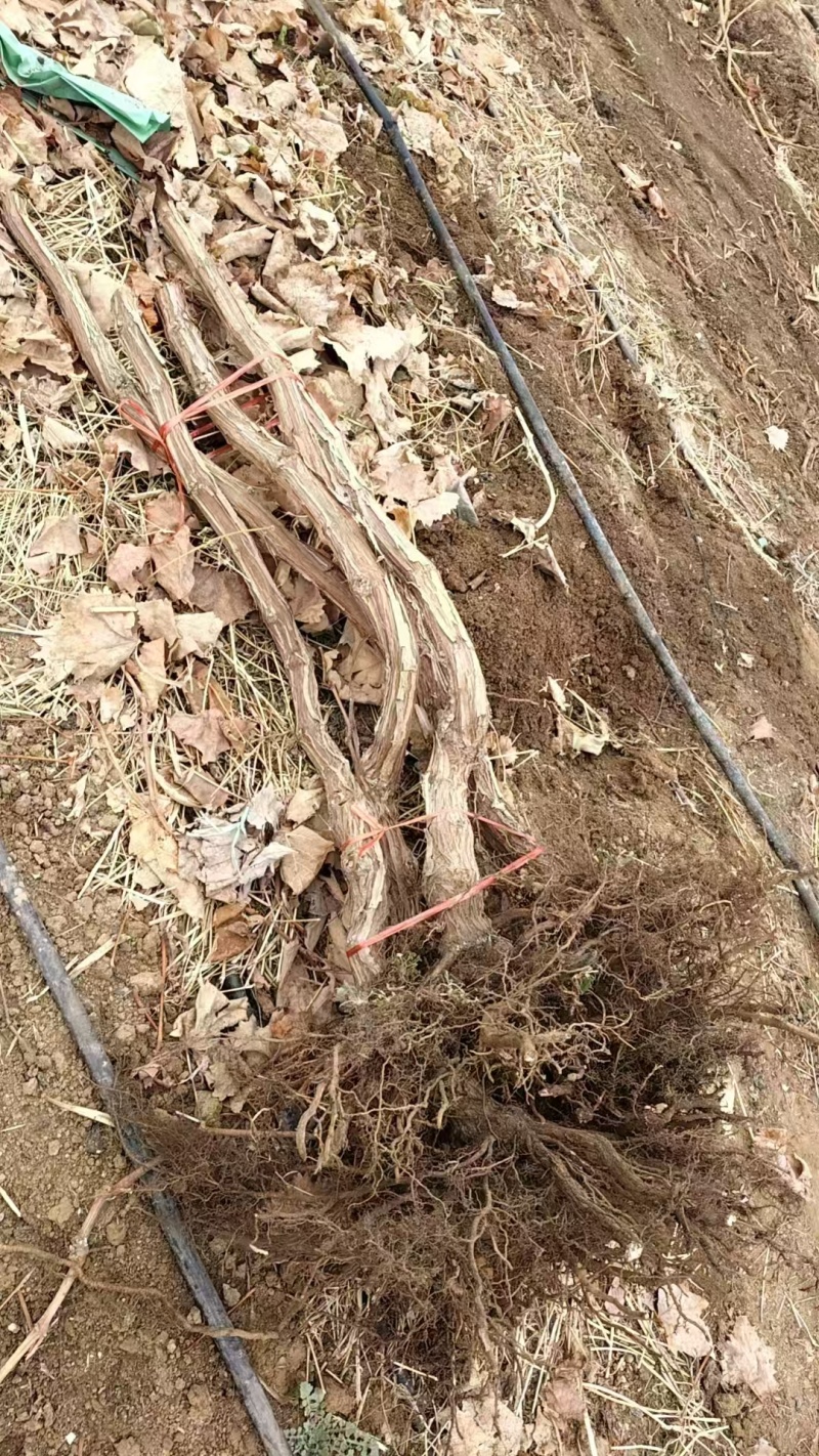 大量出售2-5公分葡萄树