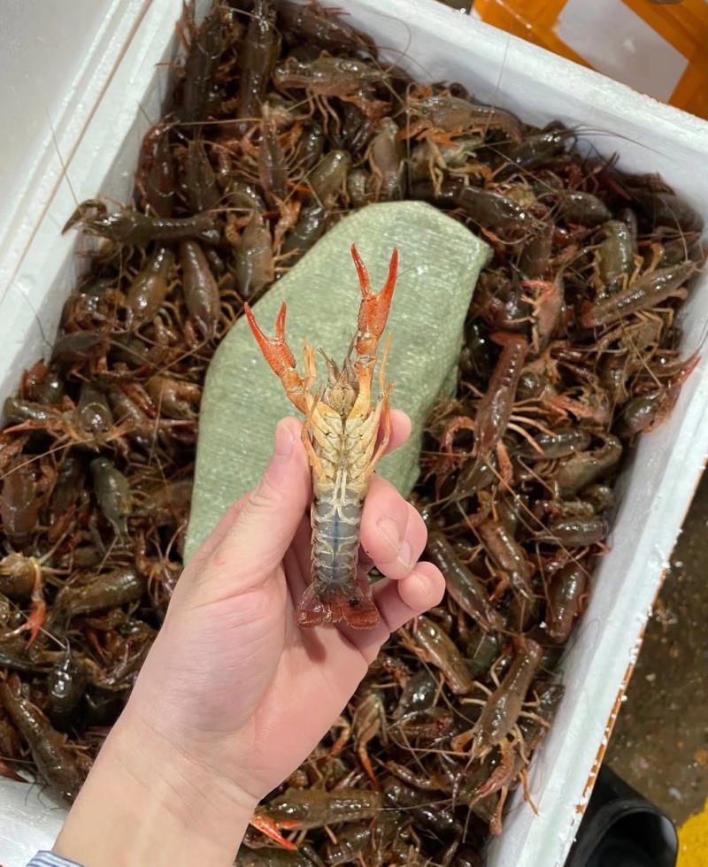 湖北小龙虾大量现货供应，规格齐全，品质保证，欢迎来电洽谈