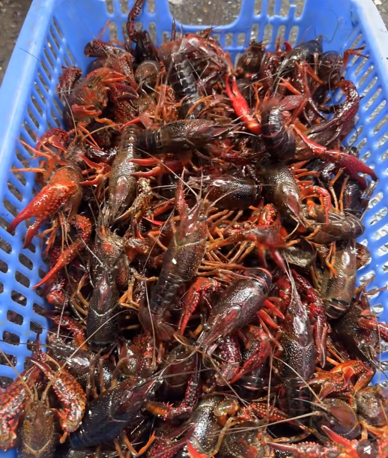 湖北小龙虾大量现货供应，规格齐全，品质保证，欢迎来电洽谈