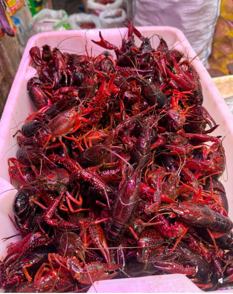 湖北小龙虾大量现货供应，规格齐全，品质保证，欢迎来电洽谈