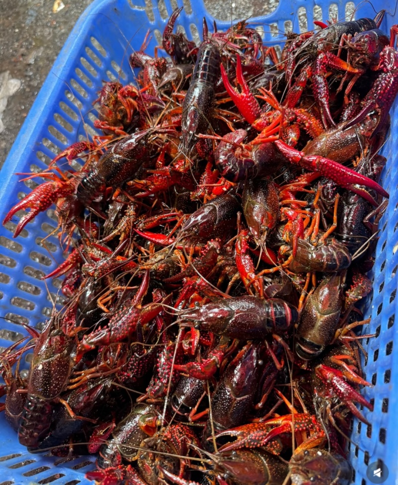 湖北小龙虾大量现货供应，规格齐全，品质保证，欢迎来电洽谈