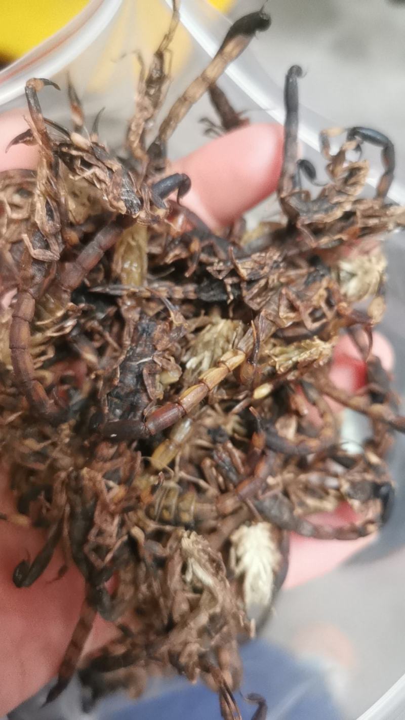 全蝎清水无盐货全虫蝎子包邮