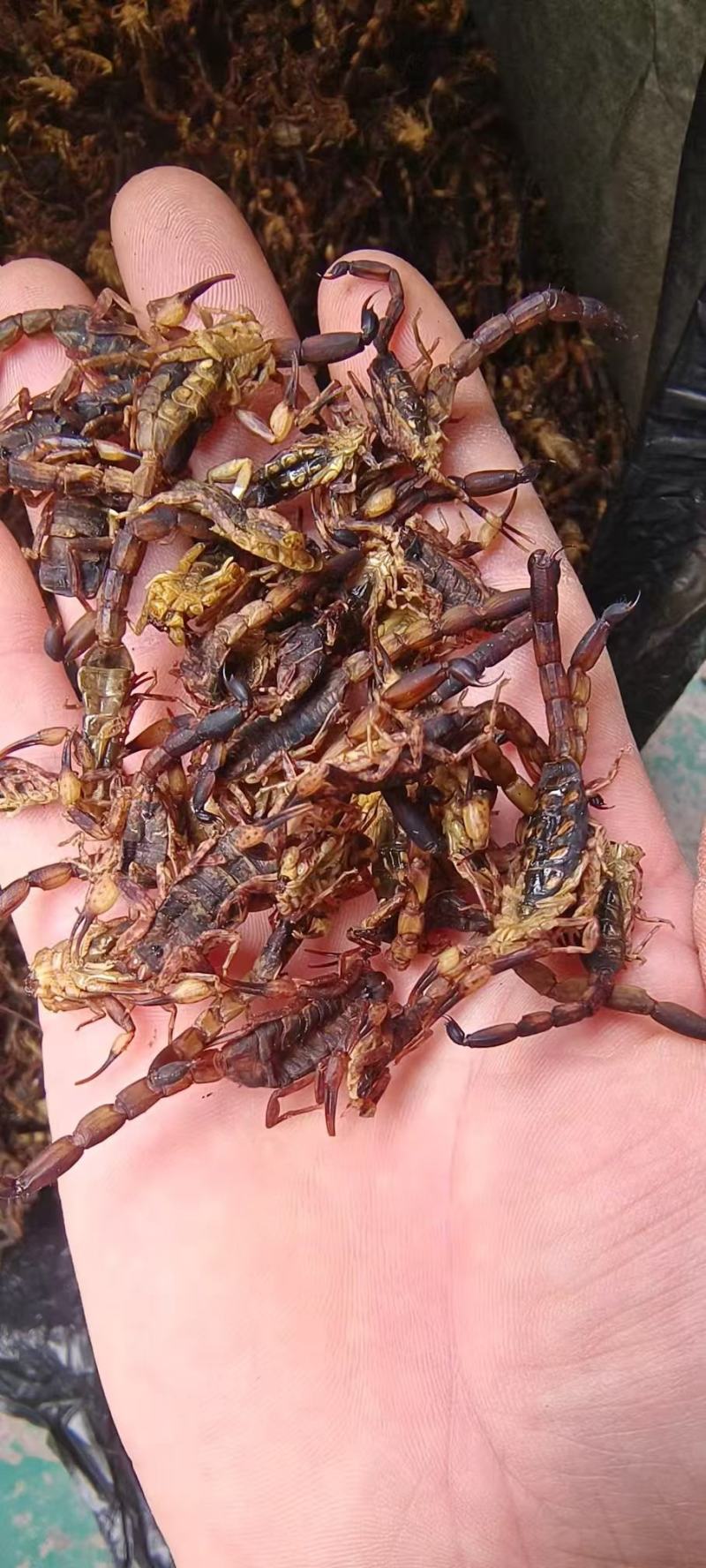 全蝎清水无盐货全虫蝎子包邮